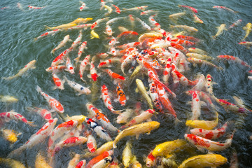 Koi fish in pond