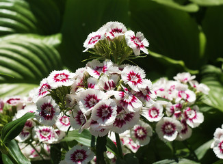 dianthus barbatus