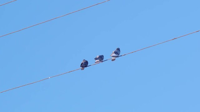 3 Birds Sitting on a Wire with Blue Sky Background