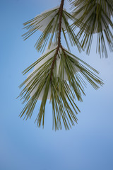 An Eastern White Pine's needles poke through fresh snow covering its branches
