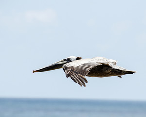 Brown Pelican (Pelecanus occidentalis) fly above Laguna, CA, USA.