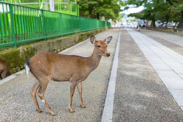 Wild deer in Nara park