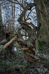 Gnarled Old Brocken Tree