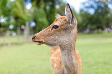 Roe deer close up