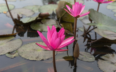 Close Up Pink Lotus - 133921133
