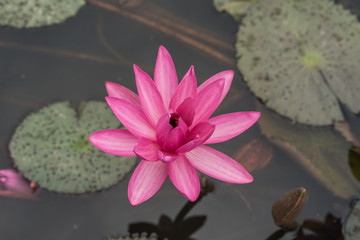 Beautiful Pink Lotus - 133921156