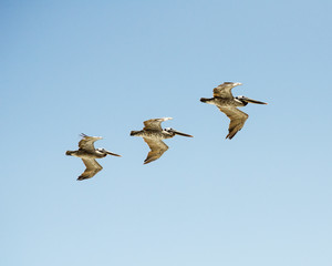 Three Brown Pelicans (Pelecanus occidentalis) fly above Laguna, CA, USA.
