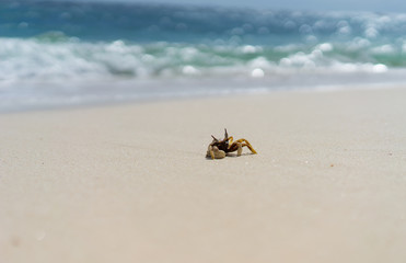 crab on white sand beach - 133921302