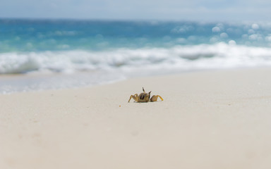 crab on white sand beach - 133921335