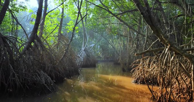 Rays of sun light through canopy of wild mangrove forest amazing tropical nature