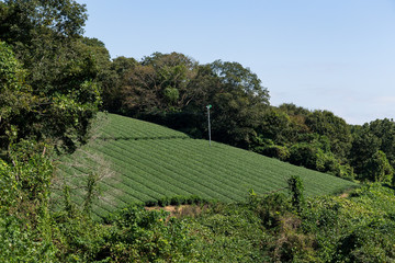 Fototapeta na wymiar Green Tea Plantation field