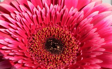 Pink Gerbera Daisy