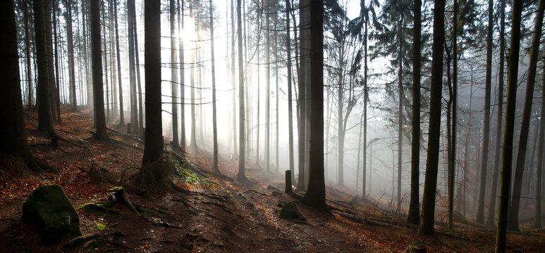 Misty morning in the forest