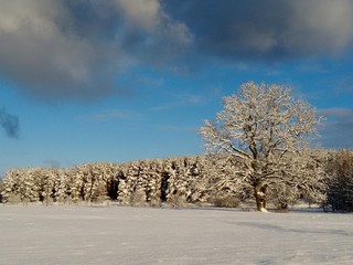 Pole i las w śniegu
