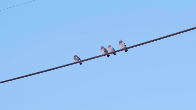Birds Sitting on a Wire then Flying Away