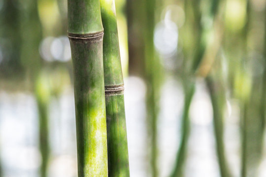Close-up of Asian fresh bamboo forest - with copy space