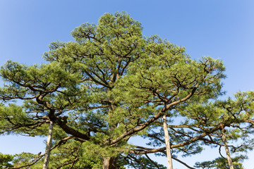 Pine tree