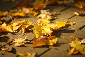autumn days