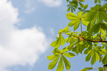 Chestnut branch with green leafs