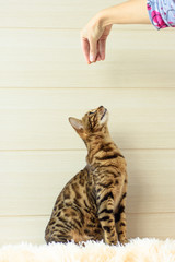 education and training the young Bengal cat