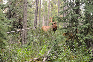 cerf dans la forêt