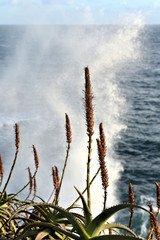 embruns derrière des fleurs