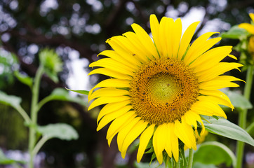sunflower in the park