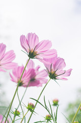 pink cosmos with white sky background in the park.