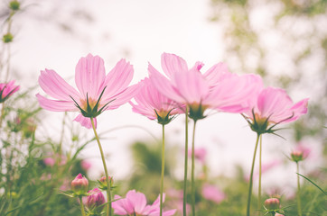 pink cosmos with white sky background in the park.
