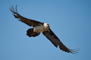 Bearded vulture (Gypaetus barbatus)