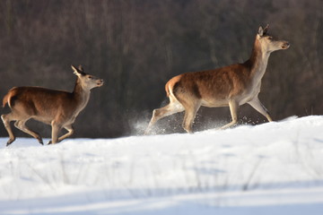deer in winter 
