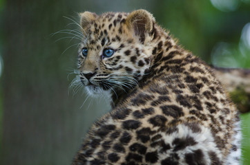 An Amur Leopard Cub