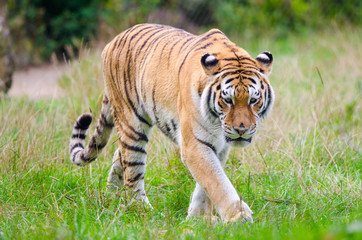 Fototapeta na wymiar Amur Tiger