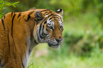 Amur Tiger