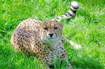 Cheetah