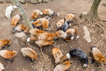 Many fox eating together
