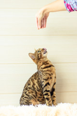 education and training the young Bengal cat