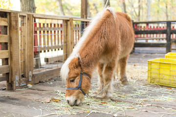 Horse eating grass in farm