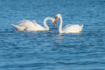 Obraz premium Couple of white swans swimming in the sea. This shot was taken on Baltic sea at island Rugen