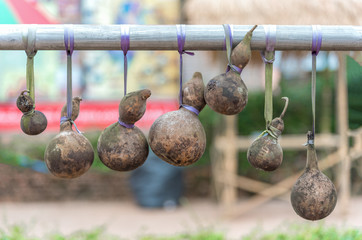 Dry calabash hang on the wooden.