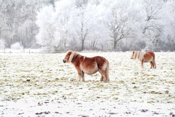 pony on a snowy frosty pasture
