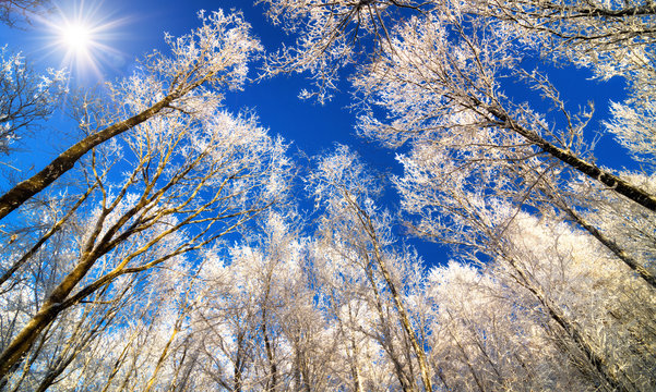Winter Zauberwald mit verschneiten Baumkronen und der Sonne am blauen Himmel