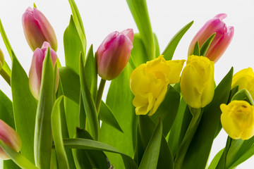 Tulips saluting Spring