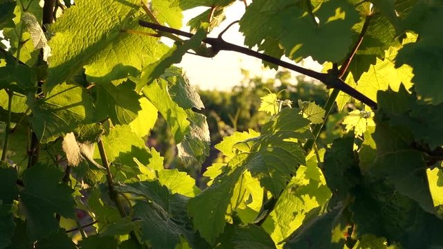 vineyard at summer