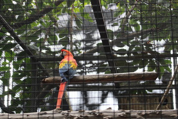 Parrot, Tenerife, Canary Islands, September 2016 © Adam R.
