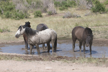Wild Mustangs in the Great Basin Desert of Utah	