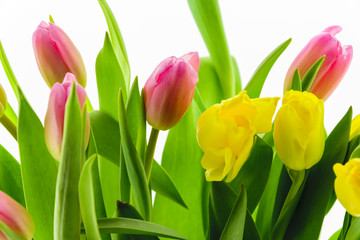 Tulips saluting Spring