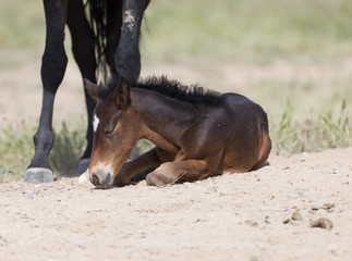 Fototapeta premium Wild Mustangs in the Great Basin Desert of Utah 
