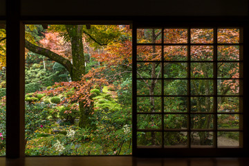 Japanese garden with autumn maple tree