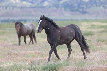 Obraz na płótnie Canvas Wild Mustangs in the Great Basin Desert of Utah 